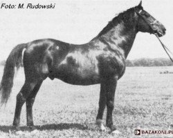 stallion Przybysław (Trakehner, 1941, from Portius)