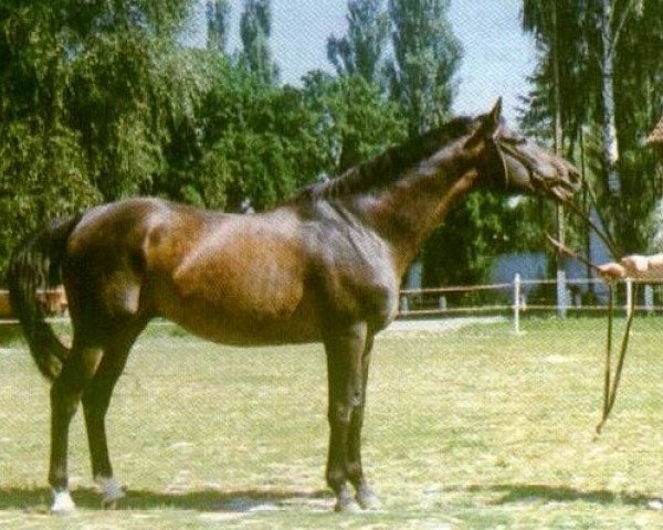 stallion Arak (Trakehner, 1975, from Parysow xx)
