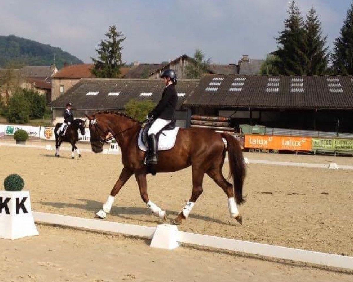 Dressurpferd Lari (Westfale, 2005, von Lorimor)