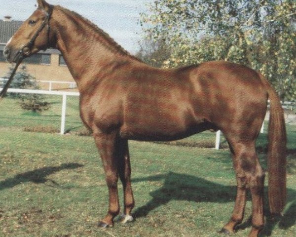 stallion Recke (Hessian Warmblood, 1987, from Rescator)