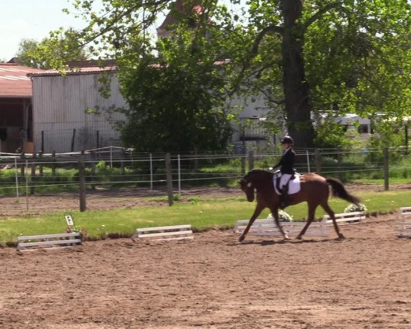 Reitturnier Dallgow 2019