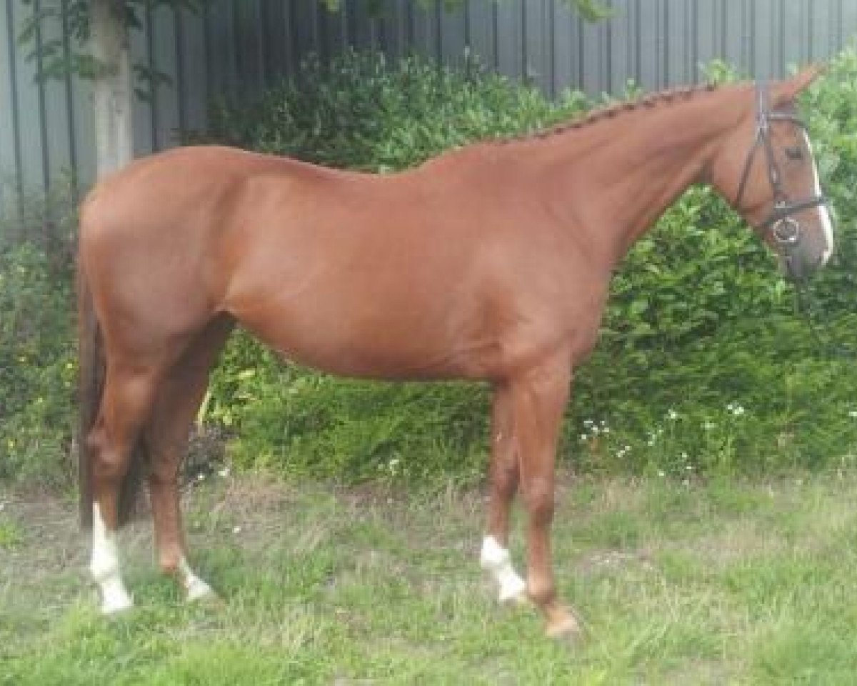 Pferd Ewepekezwiggy (KWPN (Niederländisches Warmblut), 2009, von Albaran xx)