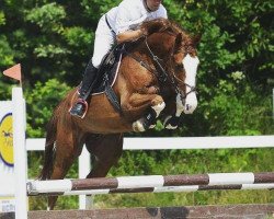 jumper Glitter (KWPN (Royal Dutch Sporthorse), 2011, from Carambole)