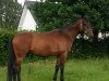 dressage horse Cocorico 3 (Oldenburg, 2005, from Colander)