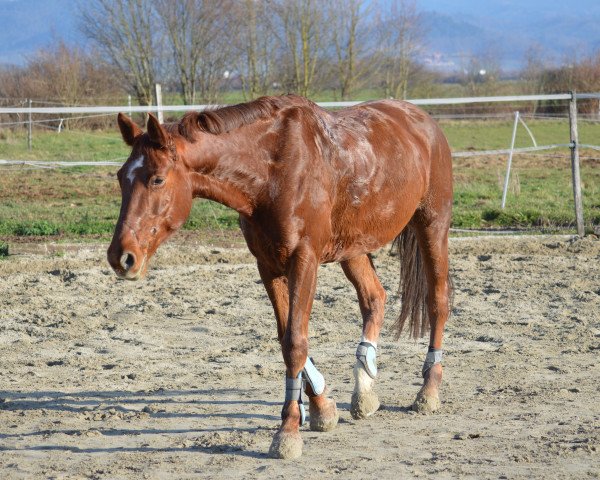 Springpferd Quini 10 (Württemberger, 2009, von Que Guapo)