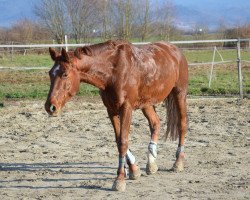 Springpferd Quini 10 (Württemberger, 2009, von Que Guapo)