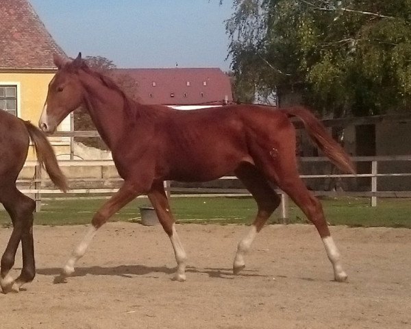 horse Bruno (Westphalian, 2016)