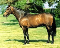 stallion King's Theatre xx (Thoroughbred, 1991, from Sadler's Wells xx)