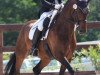 dressage horse Mister Girovanni (German Sport Horse, 2009, from Don Girovanni)