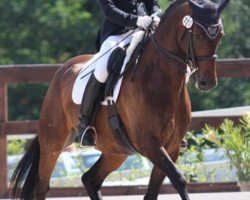 dressage horse Mister Girovanni (German Sport Horse, 2009, from Don Girovanni)