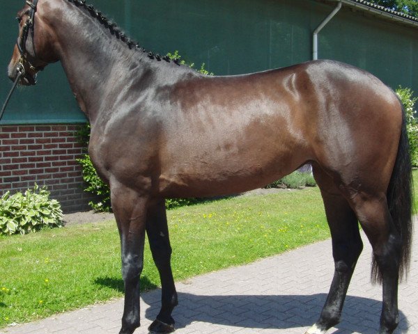 broodmare Happy Wiggy (KWPN (Royal Dutch Sporthorse), 2012, from Carambole)