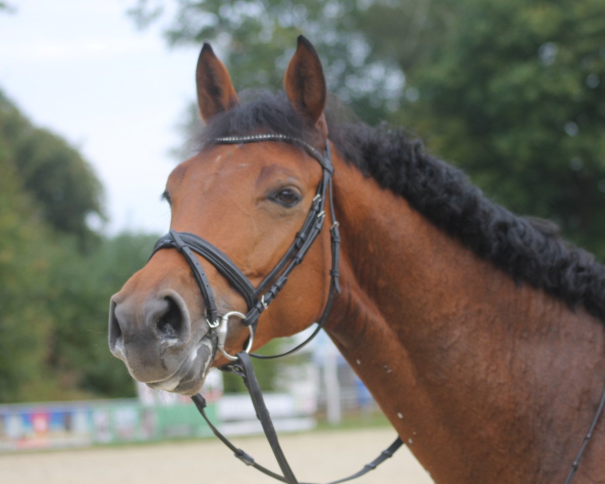 broodmare Allegra (Hanoverian, 2010, from Albatros 86)