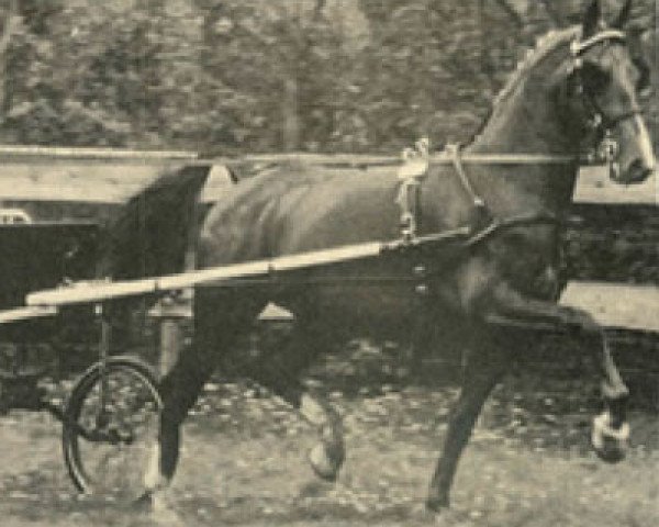 stallion Gibraltar (KWPN (Royal Dutch Sporthorse), 1988, from Wilhelmus)
