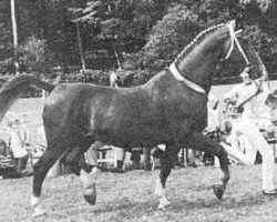 broodmare Ereda (Gelderland, 1963, from Sirius)