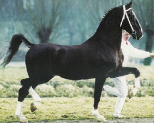 Deckhengst Gaston (Koninklijk Warmbloed Paardenstamboek Nederland (KWPN), 1988, von Zilverster)