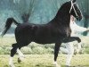 stallion Gaston (KWPN (Royal Dutch Sporthorse), 1988, from Zilverster)