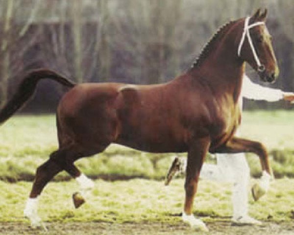 Deckhengst Factor (Koninklijk Warmbloed Paardenstamboek Nederland (KWPN), 1987, von Vulcaan)