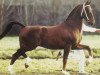 stallion Factor (KWPN (Royal Dutch Sporthorse), 1987, from Vulcaan)