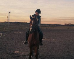 dressage horse Bavarian's Bentley (Bavarian, 2011, from Blickpunkt 4)