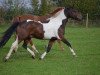 dressage horse Sioux 274 (Pinto / Pony, 2007, from Momo)