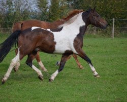 dressage horse Sioux 274 (Pinto / Pony, 2007, from Momo)