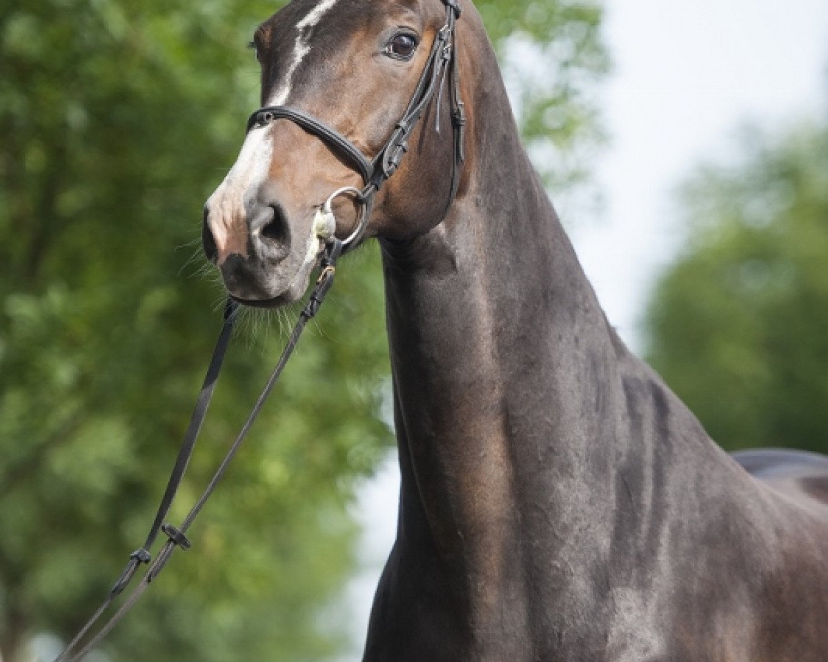 broodmare Kaja-Maria (Holsteiner, 1995, from Contender)