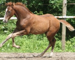 jumper Je Reviens Quidam (KWPN (Royal Dutch Sporthorse), 2014, from Quidam de Revel)