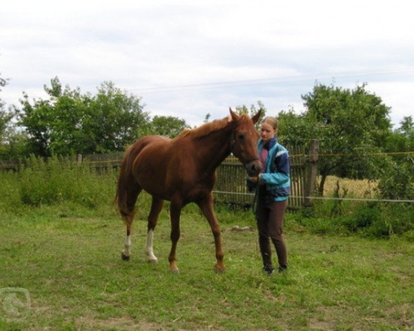 broodmare Etna (unknown,  , from Karneol Jičínský)