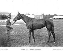 Zuchtstute Helm xx (Englisches Vollblut, 1893, von Morion xx)