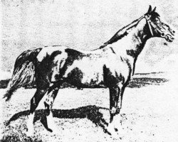 stallion J. O'Bajan (Shagya Arabian, 1889, from O'Bajan 1881 DB)