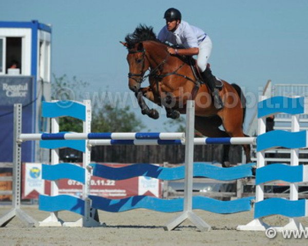 Springpferd Kildea Clover (Irish Sport Horse, 2009, von Skippy Diamond Clover)