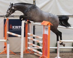 jumper Diablo Blue Hs (KWPN (Royal Dutch Sporthorse), 2008, from Mr Blue)