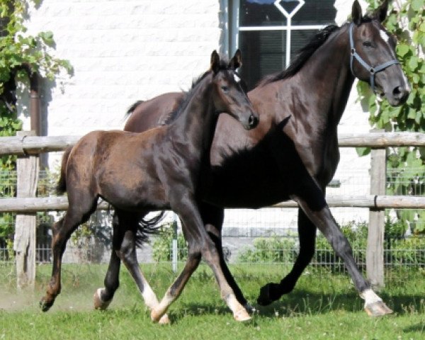 broodmare Spice Girl (Hanoverian, 1995, from Sherlock Holmes)