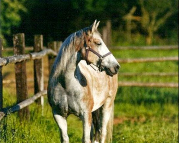 broodmare Arkelei (Zweibrücken, 1990)