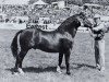 stallion Synod William (Welsh-Cob (Sek. C), 1969, from Menai Fury)