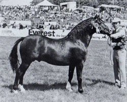 Deckhengst Synod William (Welsh-Cob (Sek. C), 1969, von Menai Fury)