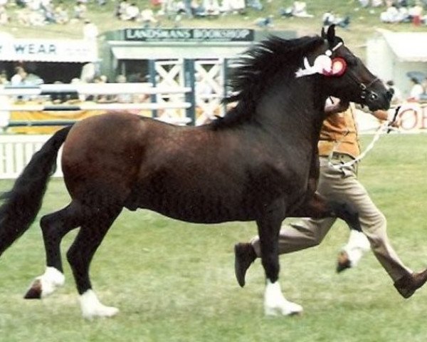 stallion Synod Roger (Welsh-Cob (Sek. C), 1976, from Synod William)