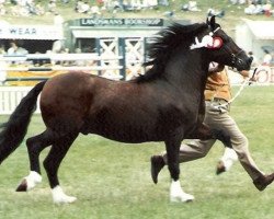 stallion Synod Roger (Welsh-Cob (Sek. C), 1976, from Synod William)