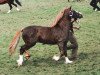 stallion Synod Lygon (Welsh-Cob (Sek. C), 1985, from Synod Rascal)