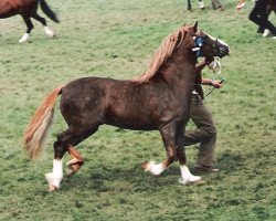 stallion Synod Lygon (Welsh-Cob (Sek. C), 1985, from Synod Rascal)