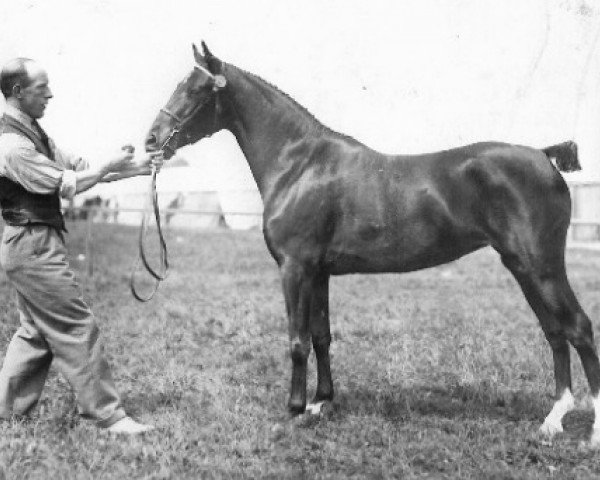 Zuchtstute Warwick Carnation (Hackney (Pferd/Pony), 1929, von Talke Bonfire)
