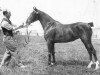 broodmare Warwick Carnation (Hackney (horse/pony), 1929, from Talke Bonfire)