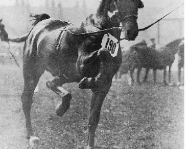 stallion Talke Bonfire (Hackney (horse/pony),  , from Southworth Swell)