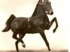 stallion Longton Little Diamond (Hackney (horse/pony), 1953, from Huyton Glitter)