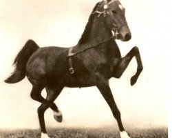 stallion Longton Little Diamond (Hackney (horse/pony), 1953, from Huyton Glitter)