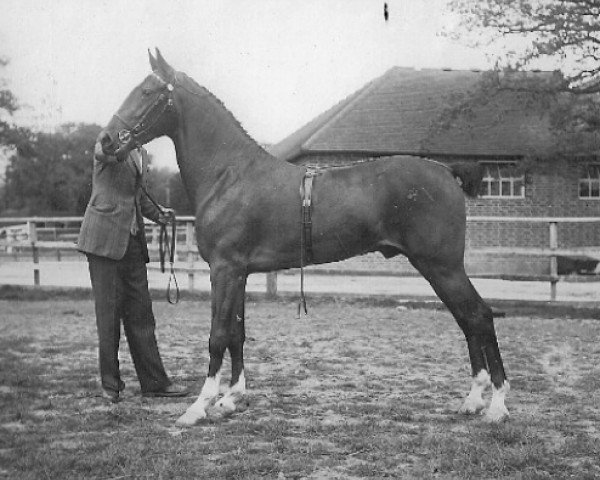 stallion Hurstwood Commander (Hackney (horse/pony), 1945, from Solitude)