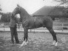 stallion Hurstwood Commander (Hackney (horse/pony), 1945, from Solitude)