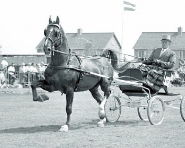 stallion Ziezo (Dutch Warmblood, 1958, from Uron 1148 Sgldt)