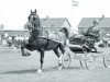 stallion Ziezo (KWPN (Royal Dutch Sporthorse), 1958, from Uron 1148 Sgldt)