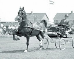 Deckhengst Ziezo (KWPN (Niederländisches Warmblut), 1958, von Uron 1148 Sgldt)